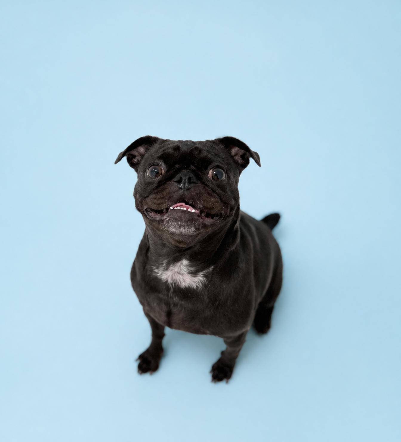Daisy, adopted, Adult Female Pug.