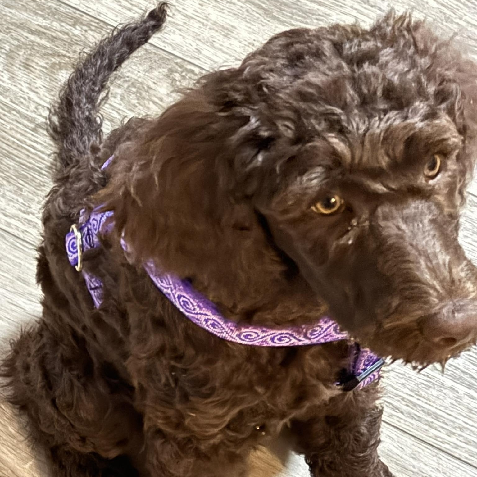 Klover, ADOPTABLE, Young Female Standard Poodle.