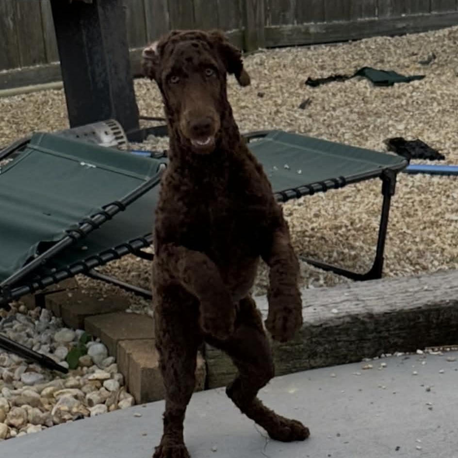 Enlarge Klover, a ADOPTABLE Standard Poodle in Tylertown, MS image 3/3