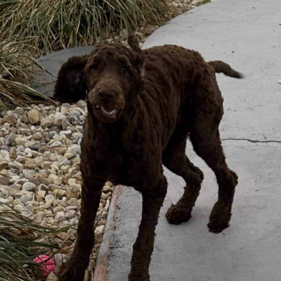 Enlarge Klover, a ADOPTABLE Standard Poodle in Tylertown, MS image 2/3