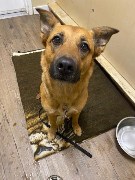 Nova, Adoptable, Adult Female German Shepherd Dog & Labrador Retriever.