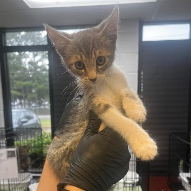 Enlarge Fitzgerald, a Adoptable Domestic Short Hair in Gadsden, AL image 1/1
