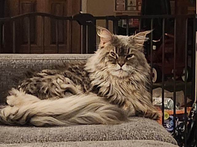 Zoe, Adopted, Adult Female Maine Coon & Domestic Long Hair.