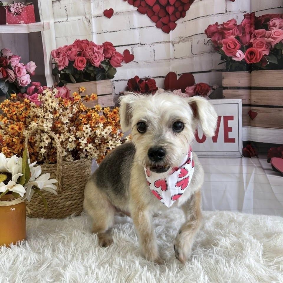 Enlarge Bravo, a ADOPTABLE Morkie in Glendale, NY image 4/6