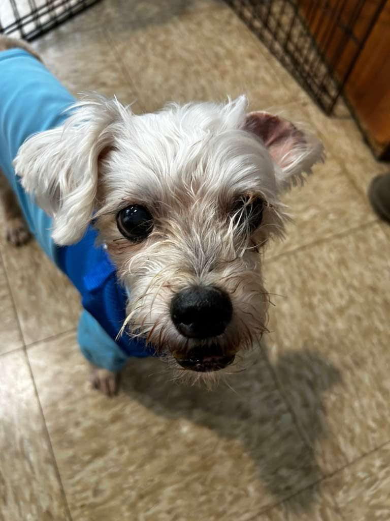Enlarge Bravo, a ADOPTABLE Morkie in Glendale, NY image 5/6