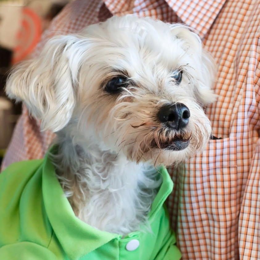 Enlarge Bravo, a ADOPTABLE Morkie in Glendale, NY image 1/6