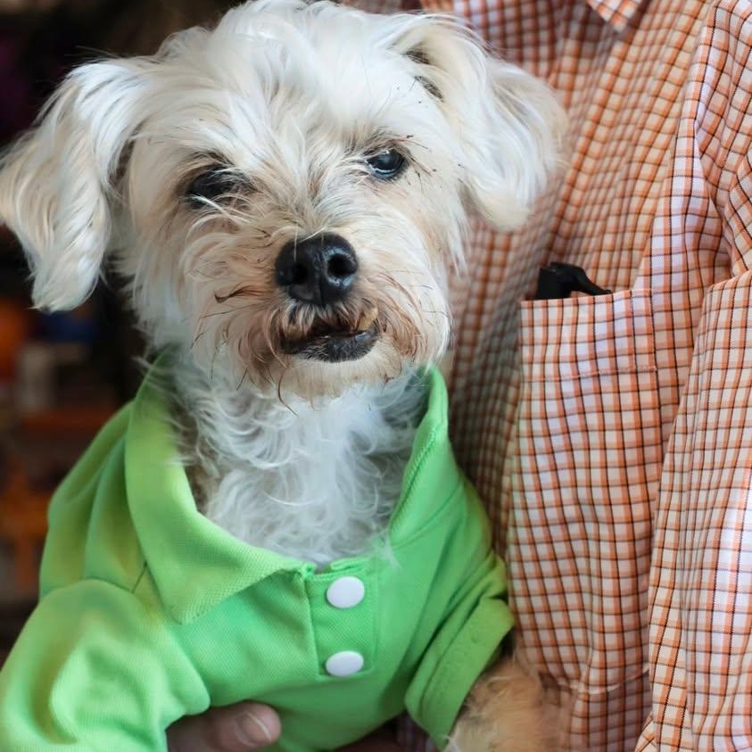 Enlarge Bravo, a ADOPTABLE Morkie in Glendale, NY image 2/6