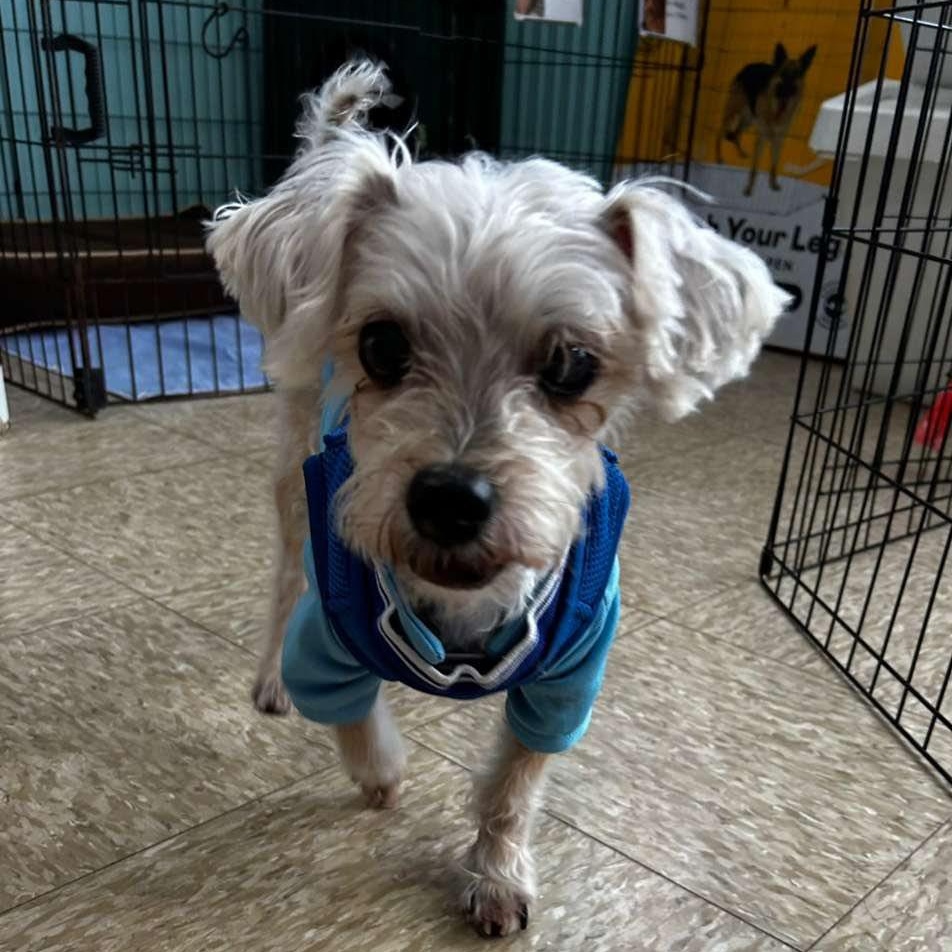 Enlarge Bravo, a ADOPTABLE Morkie in Glendale, NY image 3/6