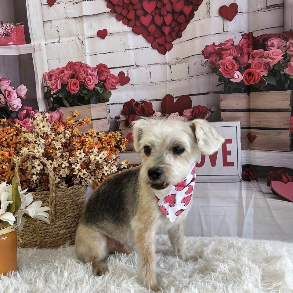 Enlarge Bravo, a ADOPTABLE Morkie in Glendale, NY image 6/6