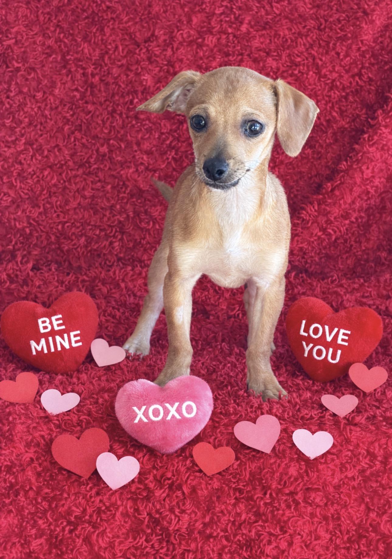 Teddy, ADOPTABLE, Puppy Male Chiweenie.
