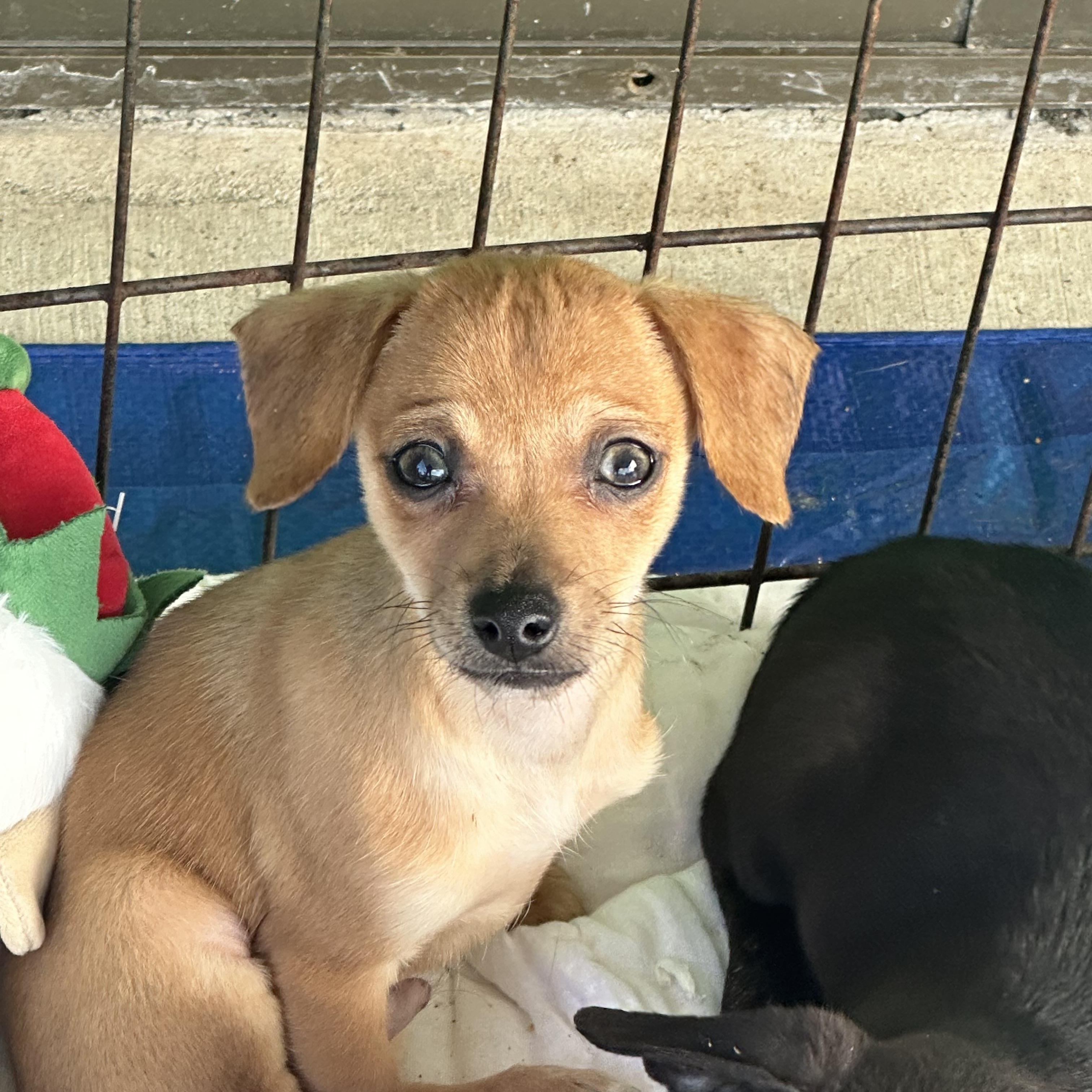 Enlarge Teddy, a ADOPTABLE Chiweenie in La Palma, CA image 1/1