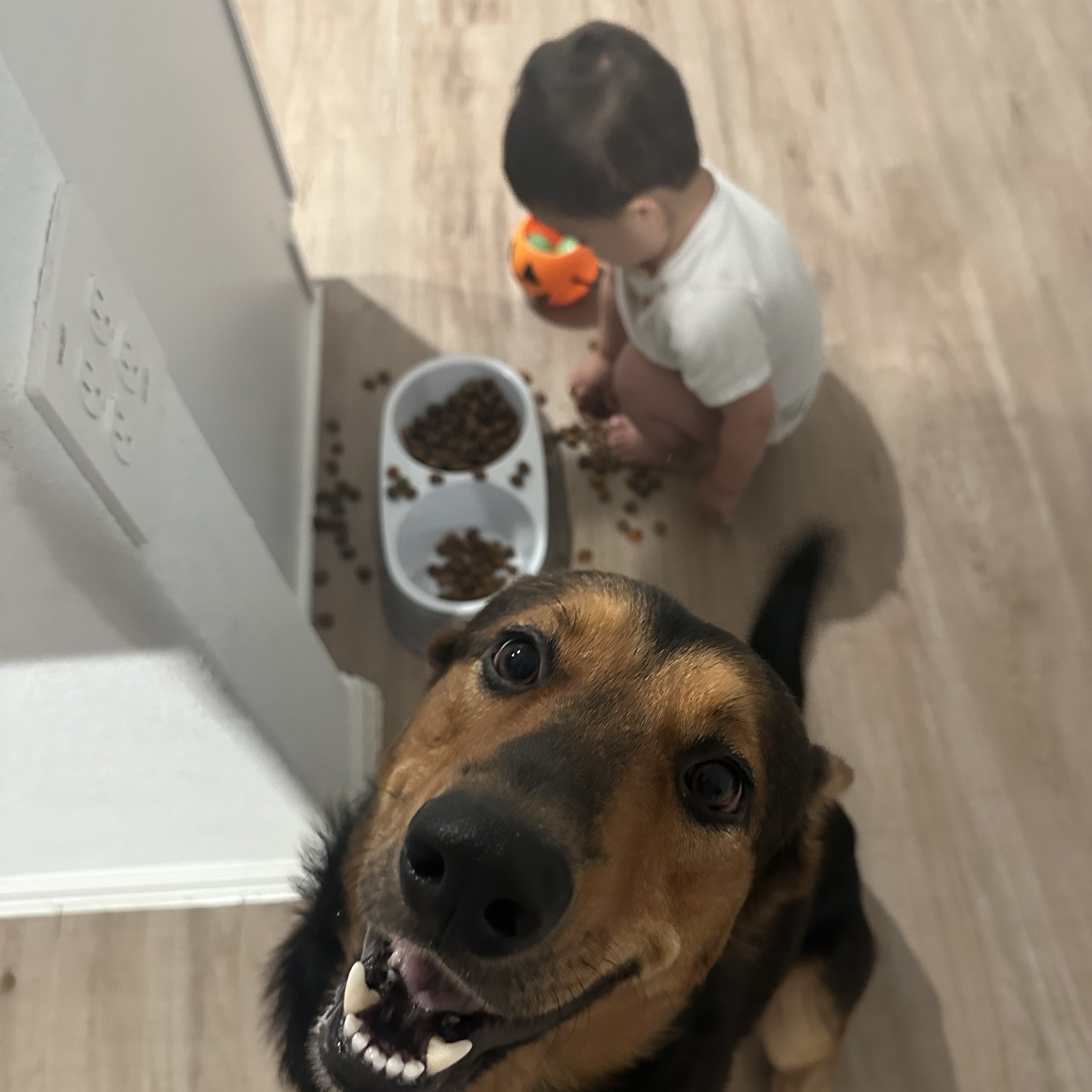 Dog for adoption Apollo, a German Shepherd Dog in North Vancouver, BC