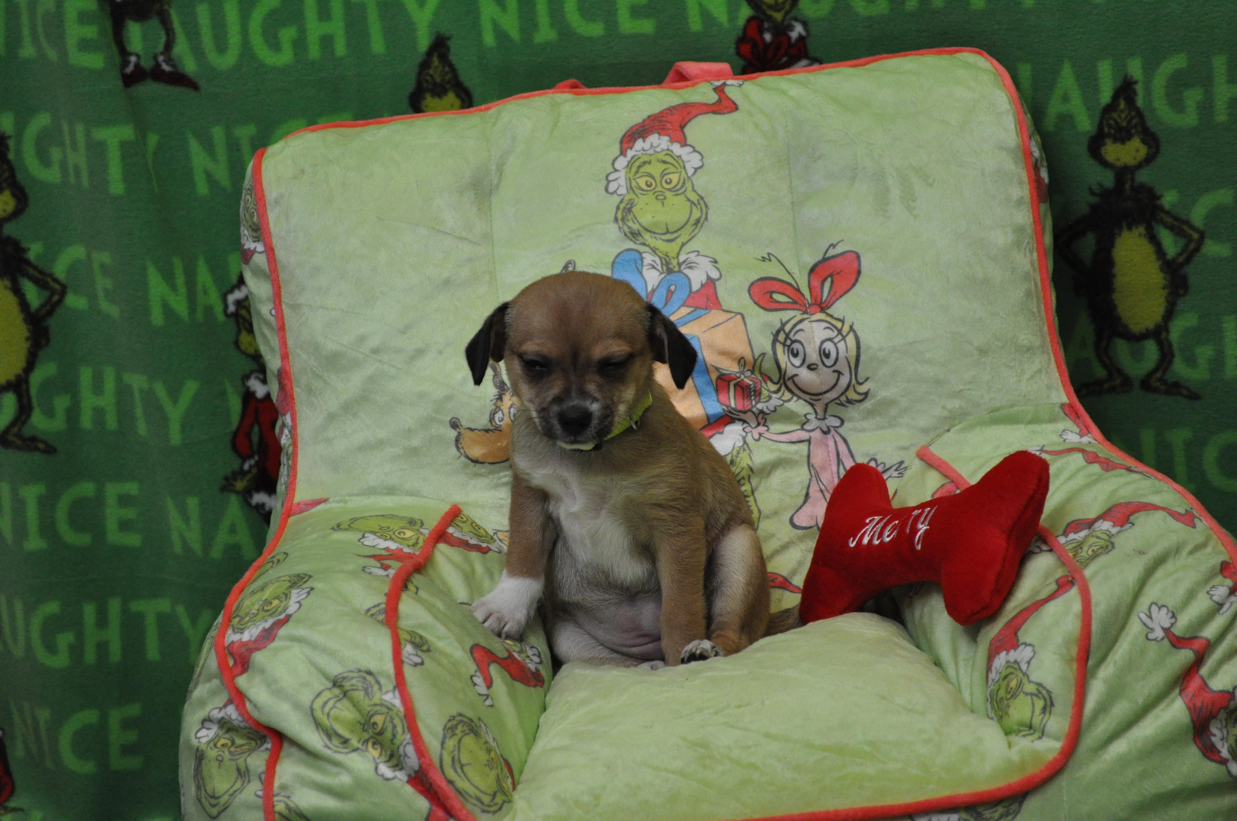 Sofia, a Adoptable mixed breed in Union Gap, WA image 1/6