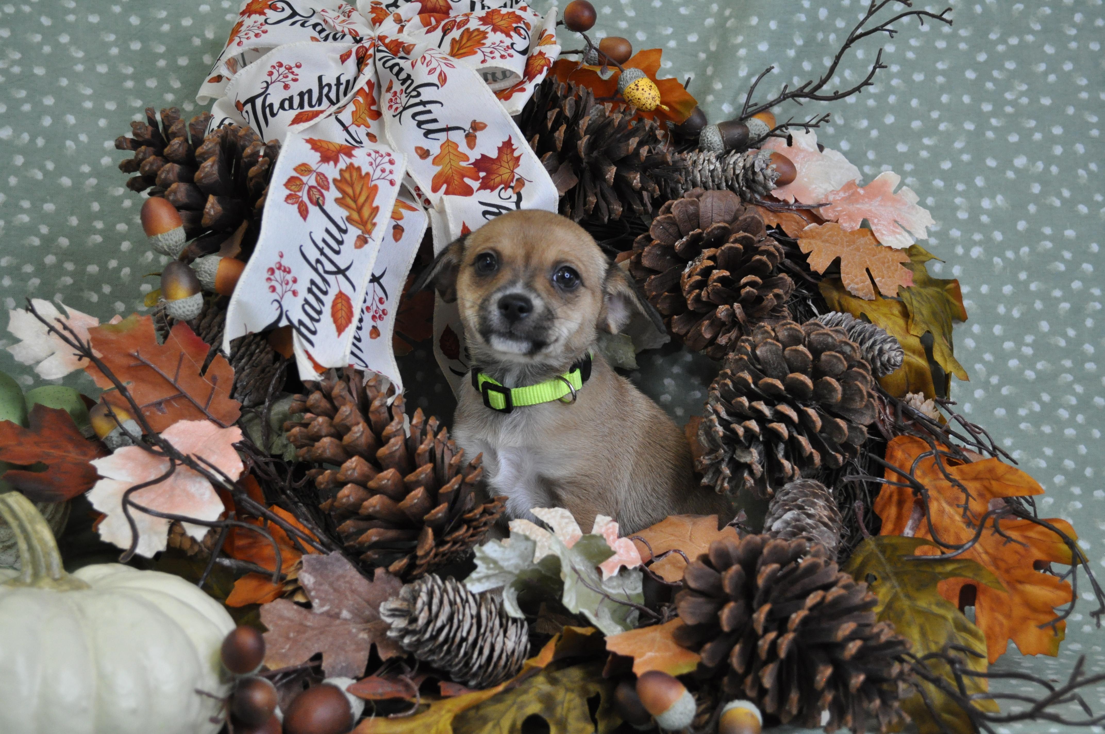 Sofia, a Adoptable mixed breed in Union Gap, WA image 2/6