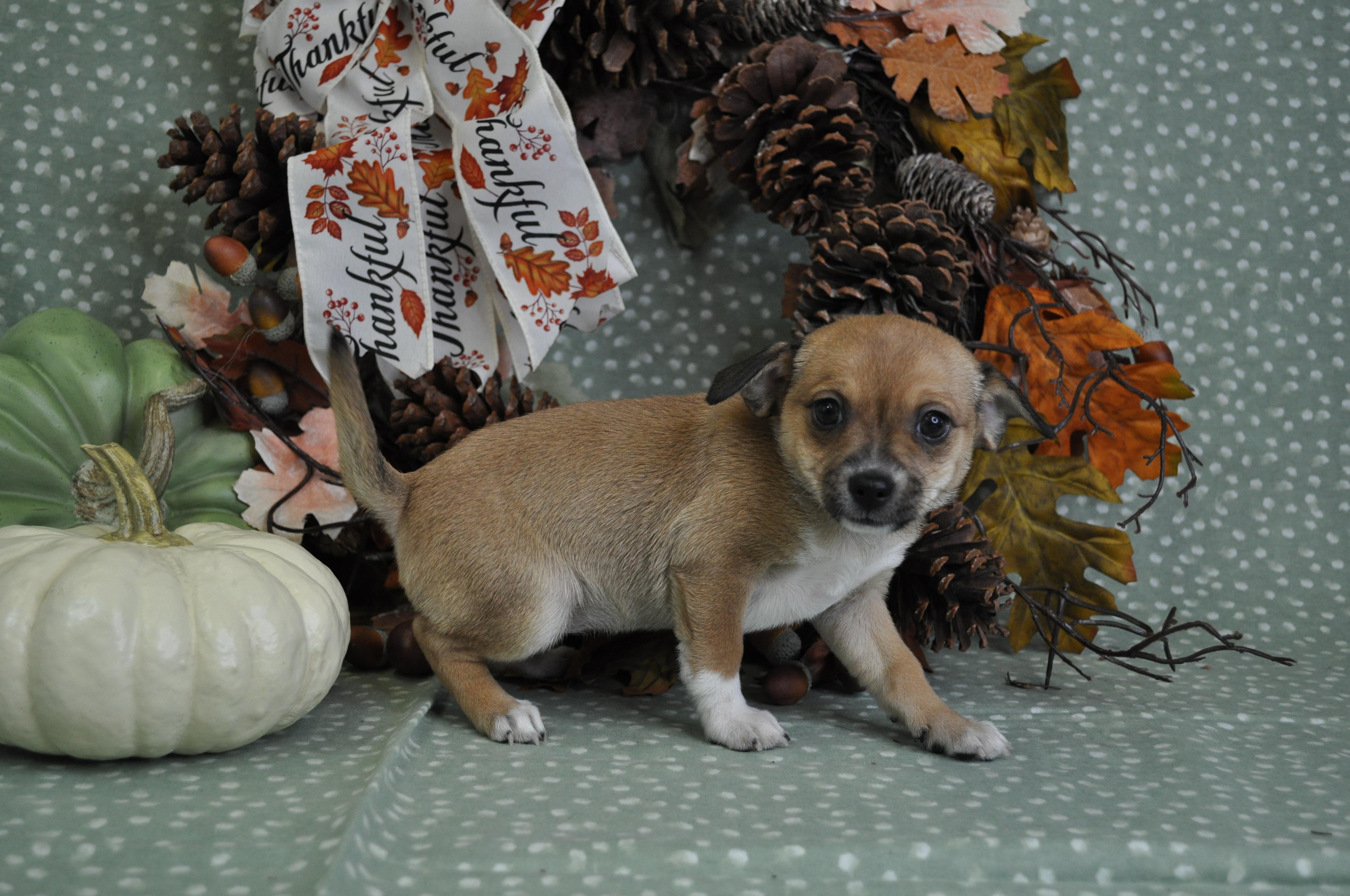 Sofia, a Adoptable mixed breed in Union Gap, WA image 3/6