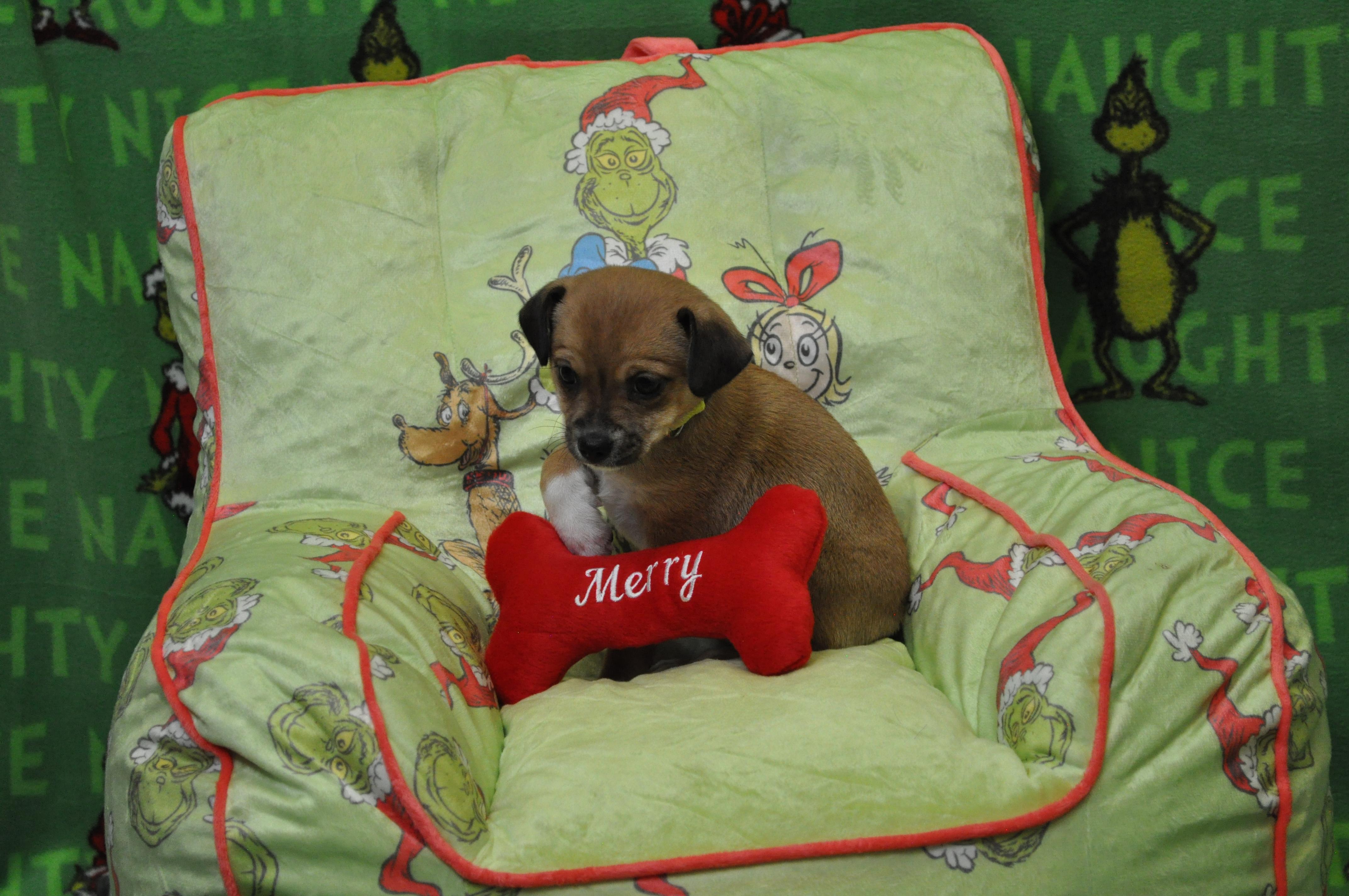 Sofia, a Adoptable mixed breed in Union Gap, WA image 4/6