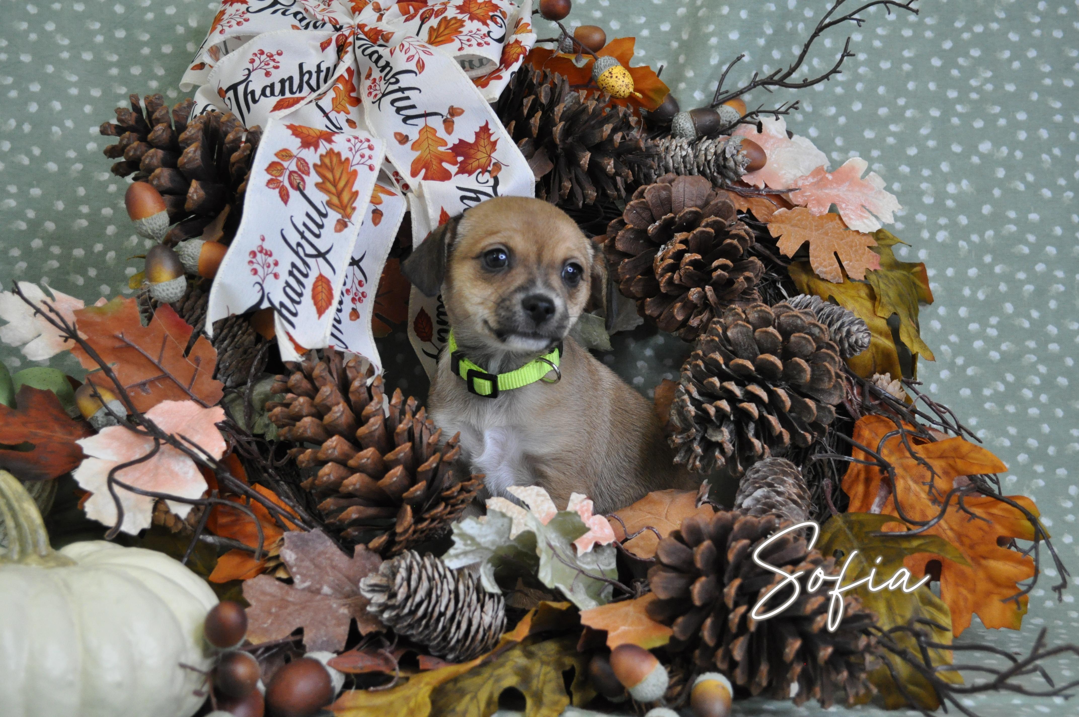 Sofia, a Adoptable mixed breed in Union Gap, WA image 5/6