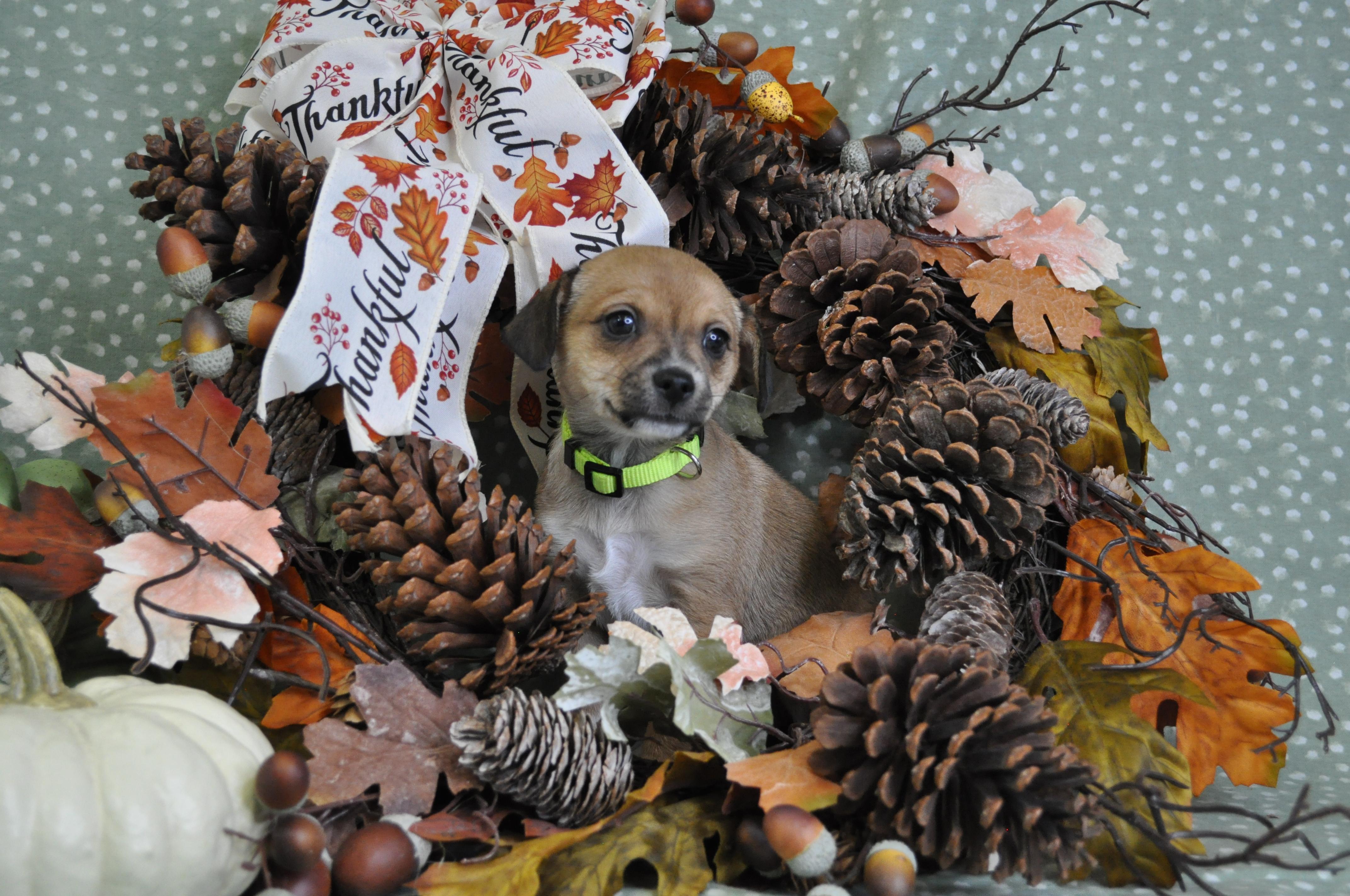 Sofia, a Adoptable mixed breed in Union Gap, WA image 6/6