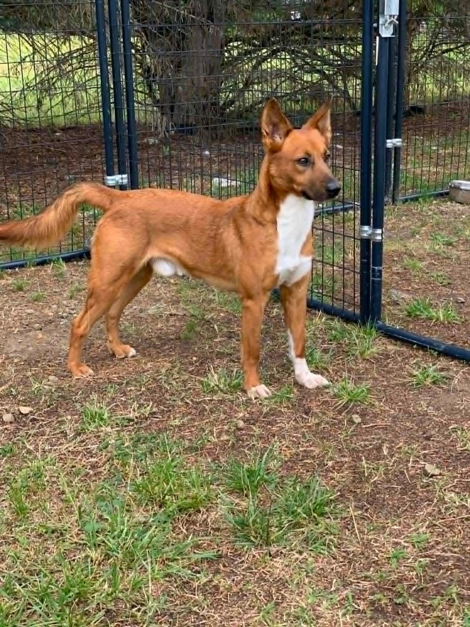 Jojo, adopted, Adult Male Shepherd.