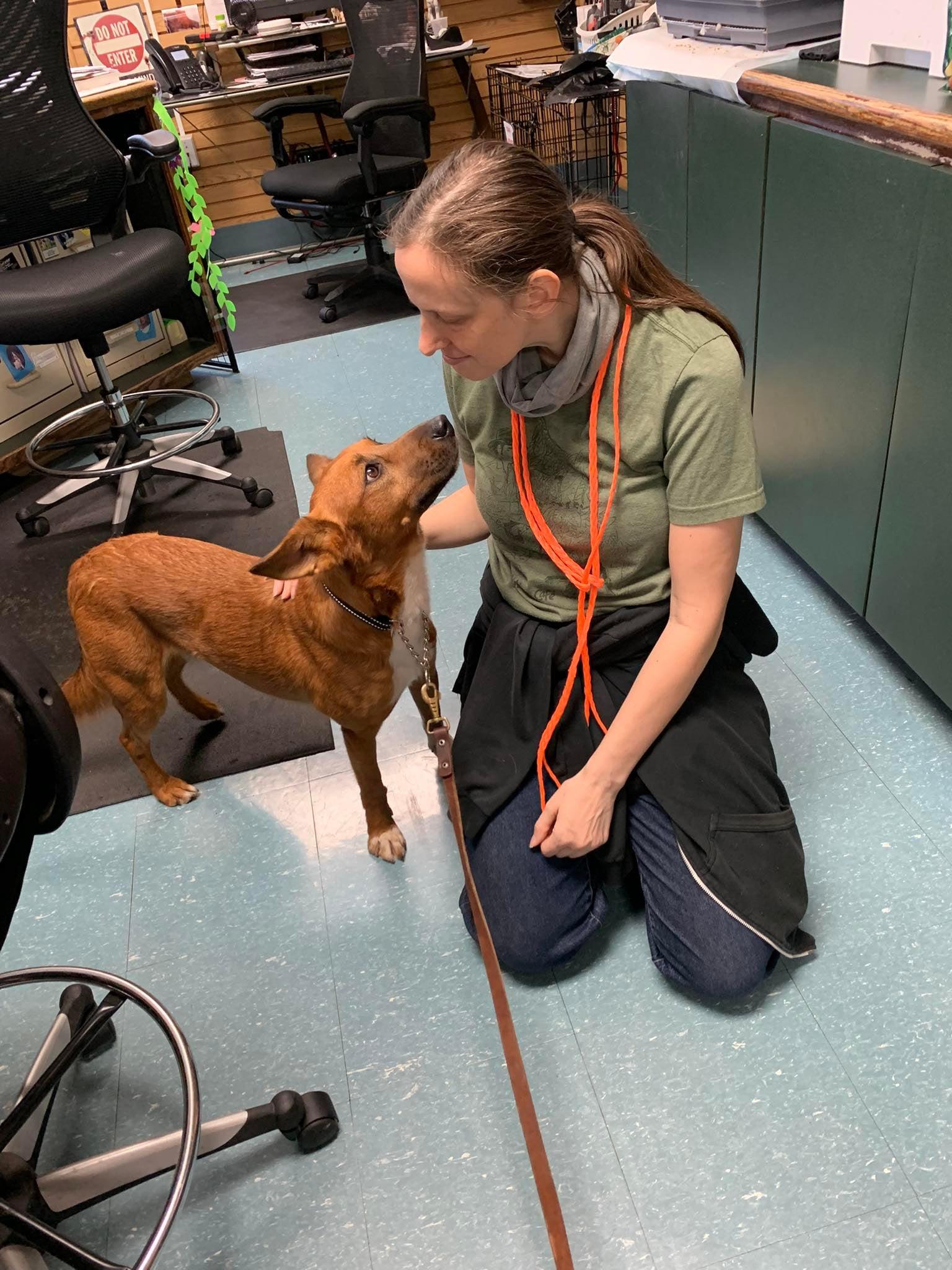 Jojo, an adopted mixed breed in Douglas, MA image 5/6