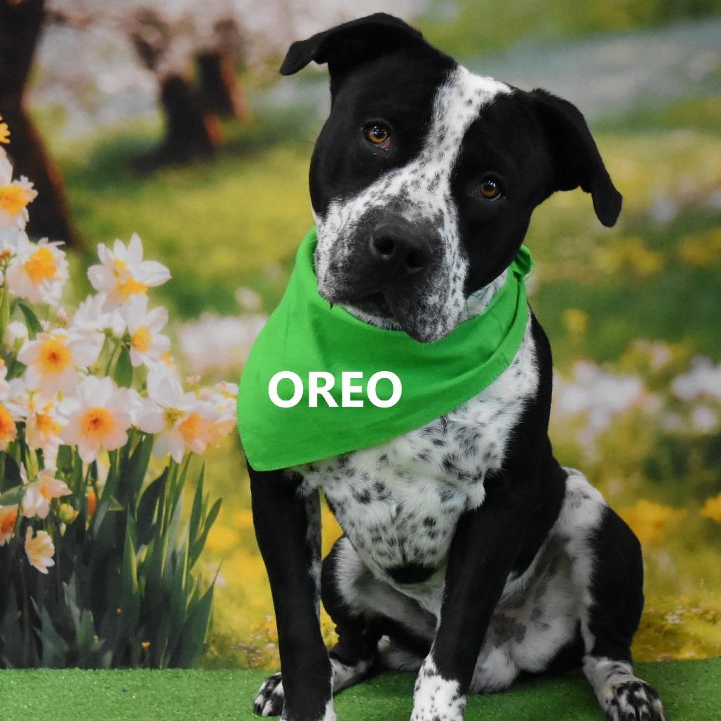 Oreo, a Adoptable mixed breed in Yuma, AZ image 1/2
