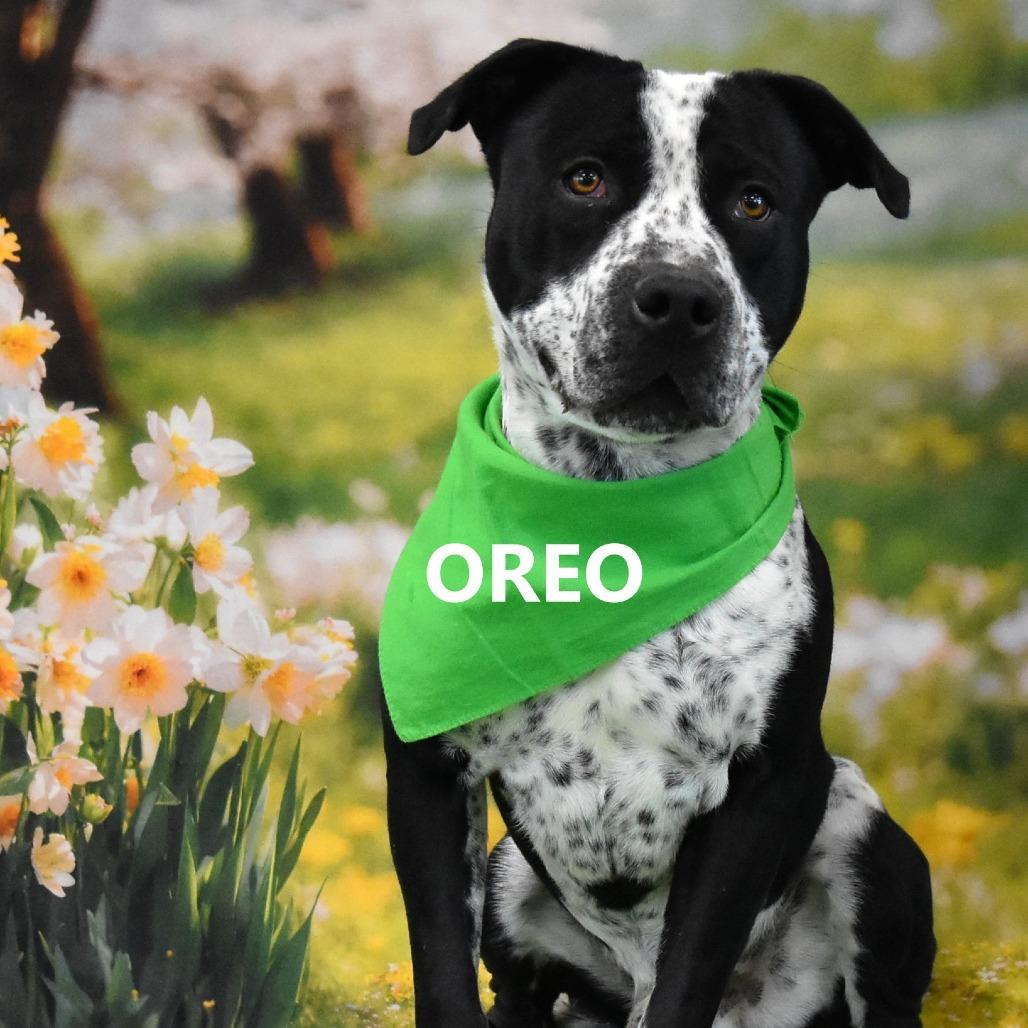 Oreo, a Adoptable mixed breed in Yuma, AZ image 2/2