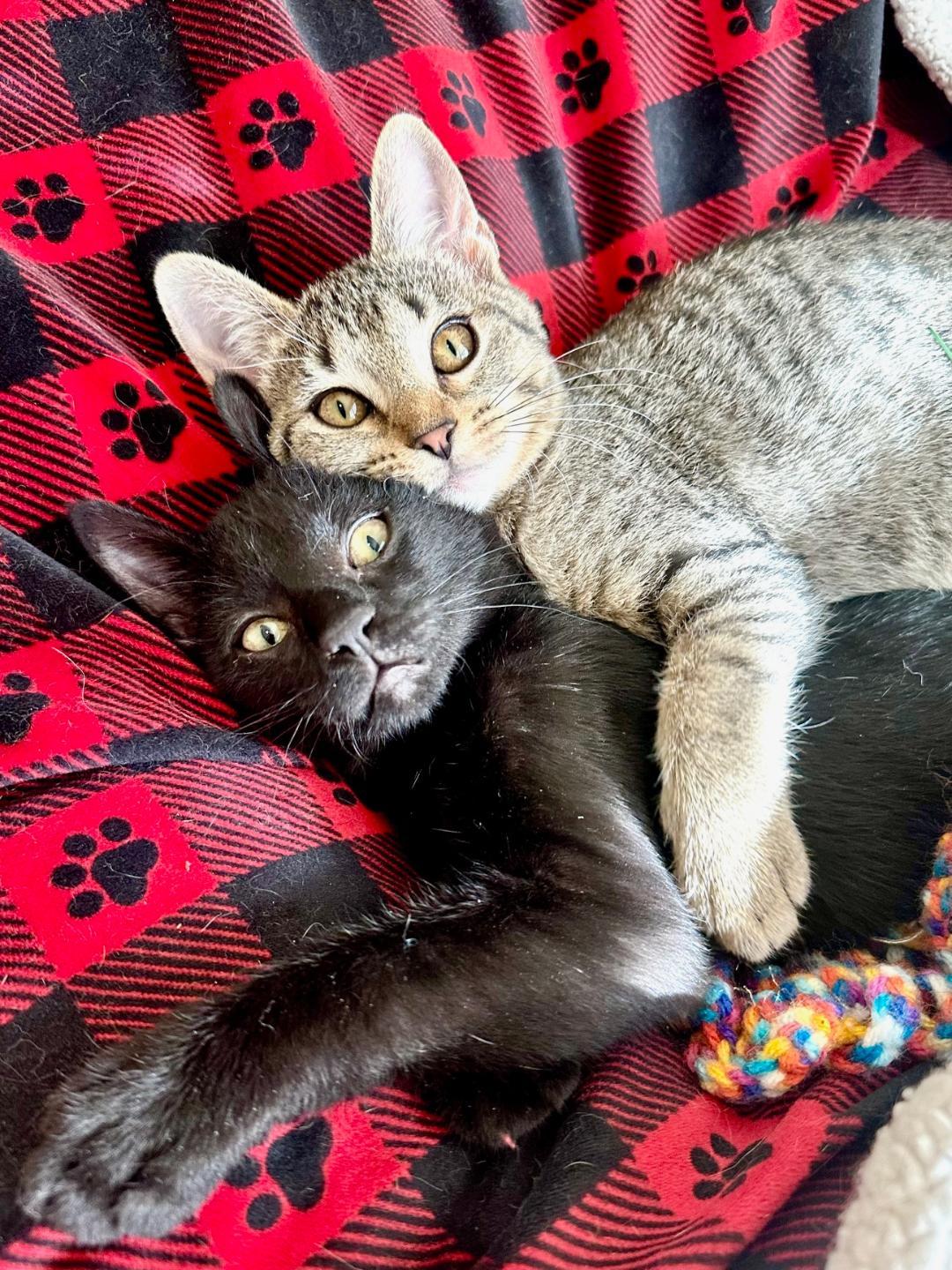 Sitch, Adoptable, Young Male Domestic Short Hair.