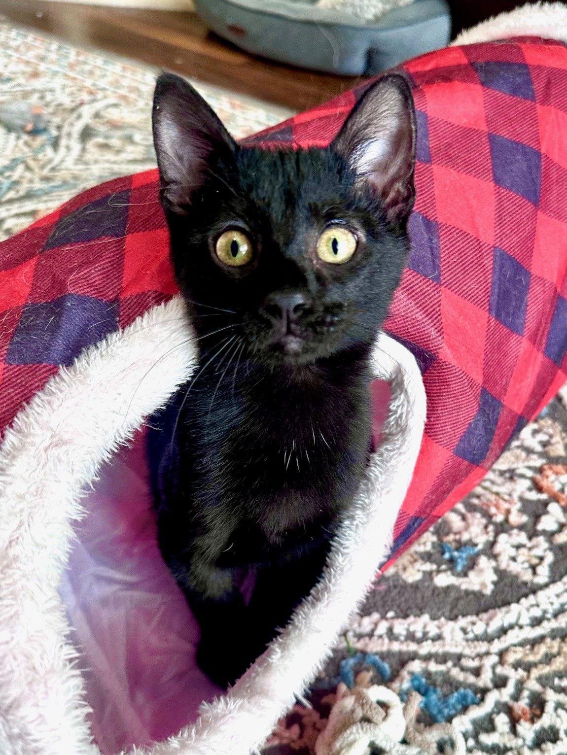 Enlarge Sitch, a Adoptable Domestic Short Hair in Prosper, TX image 2/3