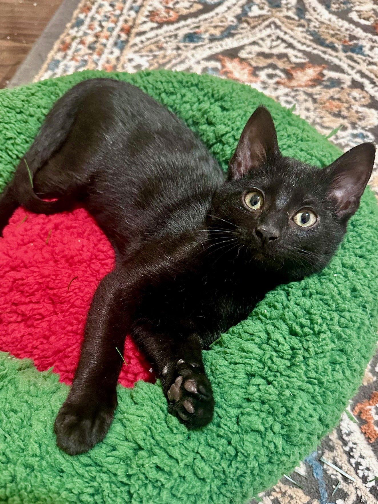 Enlarge Sitch, a Adoptable Domestic Short Hair in Prosper, TX image 3/3