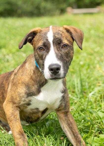 Seasmoke, Adoptable, Puppy Male Mixed Breed.