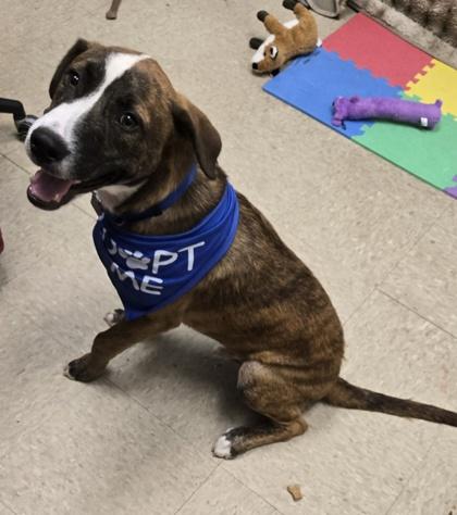 Enlarge Seasmoke, a Adoptable Mixed Breed in Hamilton, OH image 3/5
