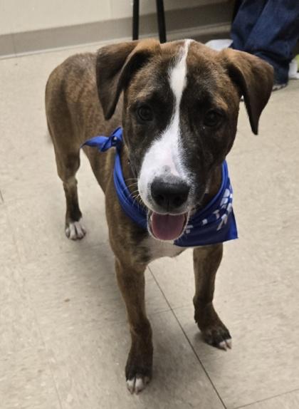 Enlarge Seasmoke, a Adoptable Mixed Breed in Hamilton, OH image 4/5