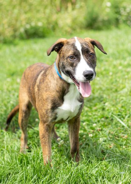 Enlarge Seasmoke, a Adoptable Mixed Breed in Hamilton, OH image 2/5