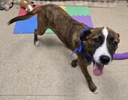 Enlarge Seasmoke, a Adoptable Mixed Breed in Hamilton, OH image 5/5