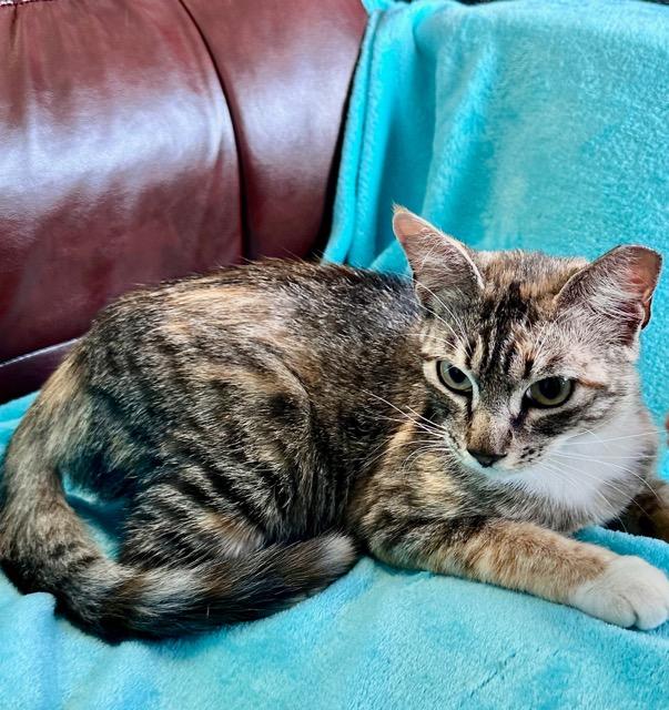 Jayce, Adoptable, Young Female Domestic Short Hair.