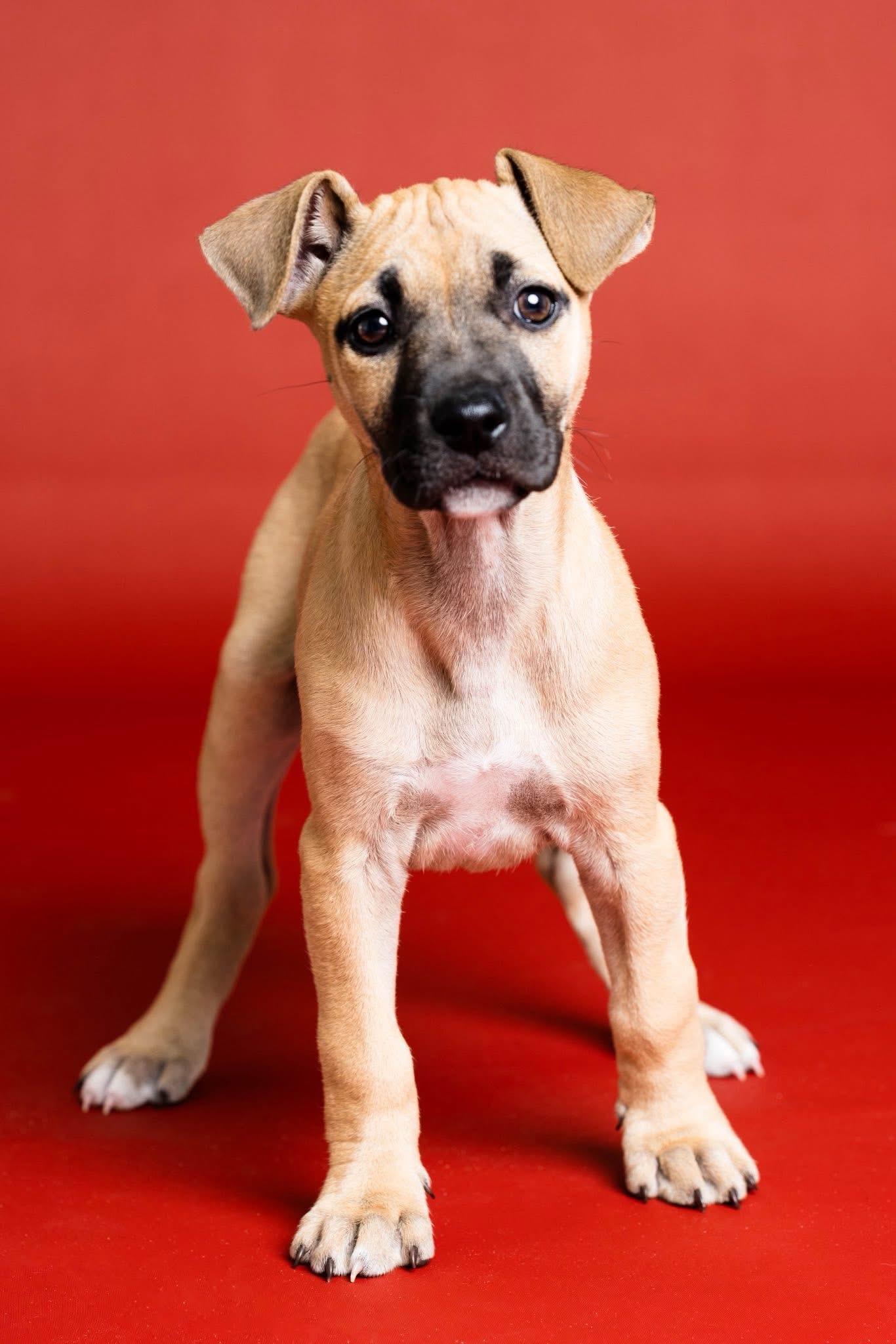 Fiona, Adoptable, Puppy Female Mixed Breed.