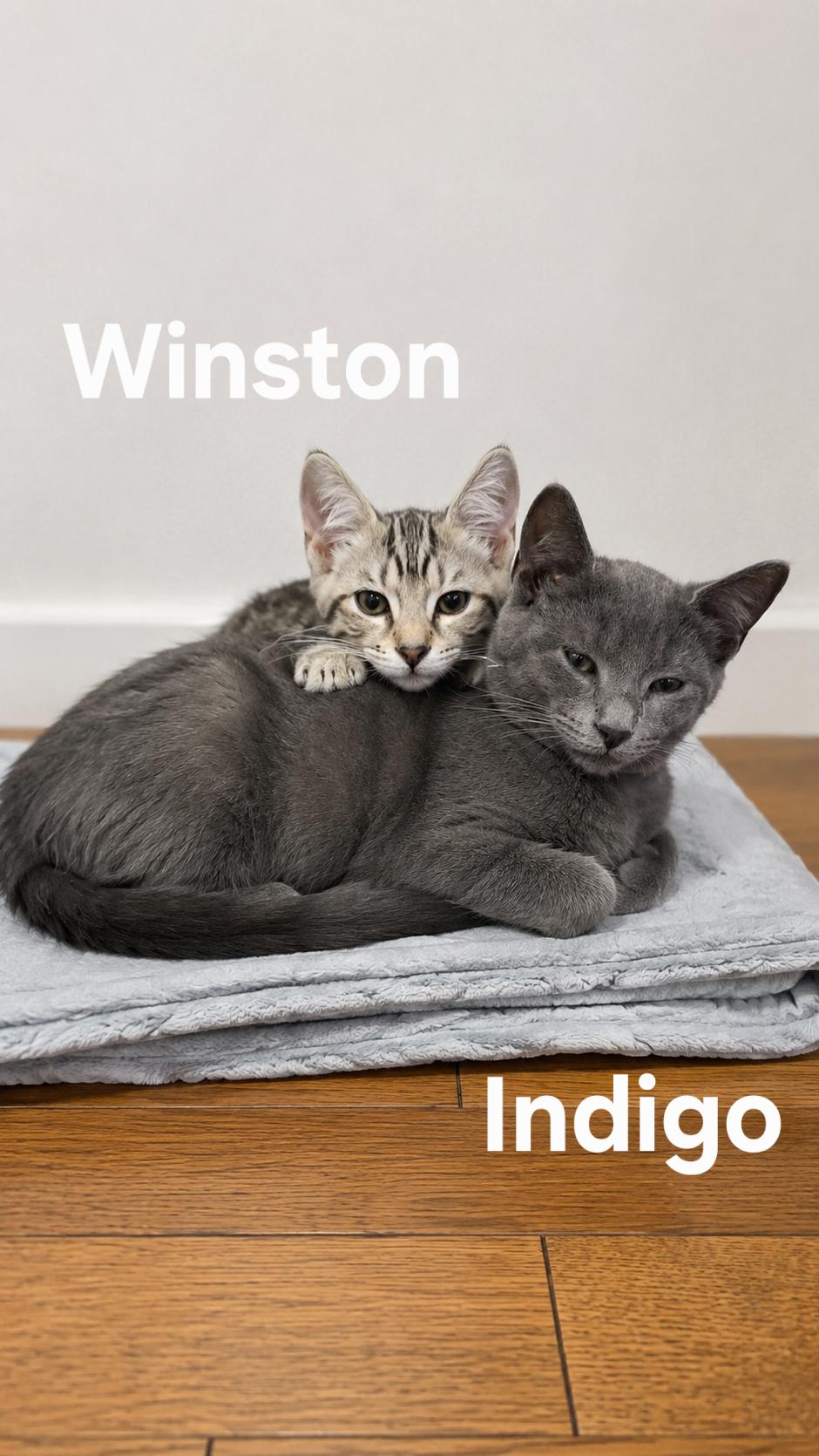 Indigo, adopted, Kitten Male Domestic Short Hair.