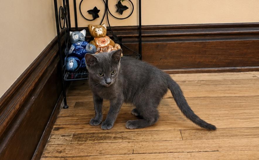 Enlarge Indigo, an adopted Domestic Short Hair in Logansport, IN image 2/2