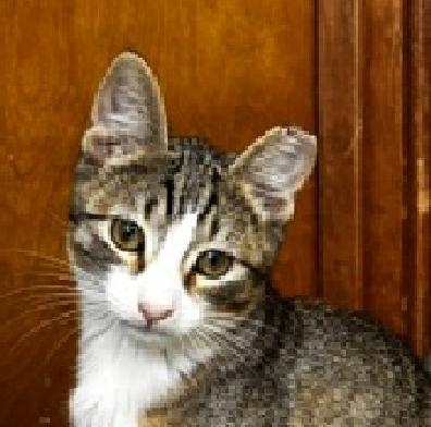 Poppy, Adoptable, Kitten Female Domestic Short Hair.