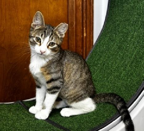 Poppy, a Adoptable Domestic Short Hair in Lafayette, LA image 2/4