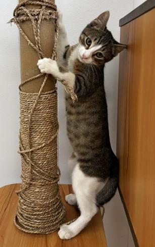 Poppy, a Adoptable Domestic Short Hair in Lafayette, LA image 3/4
