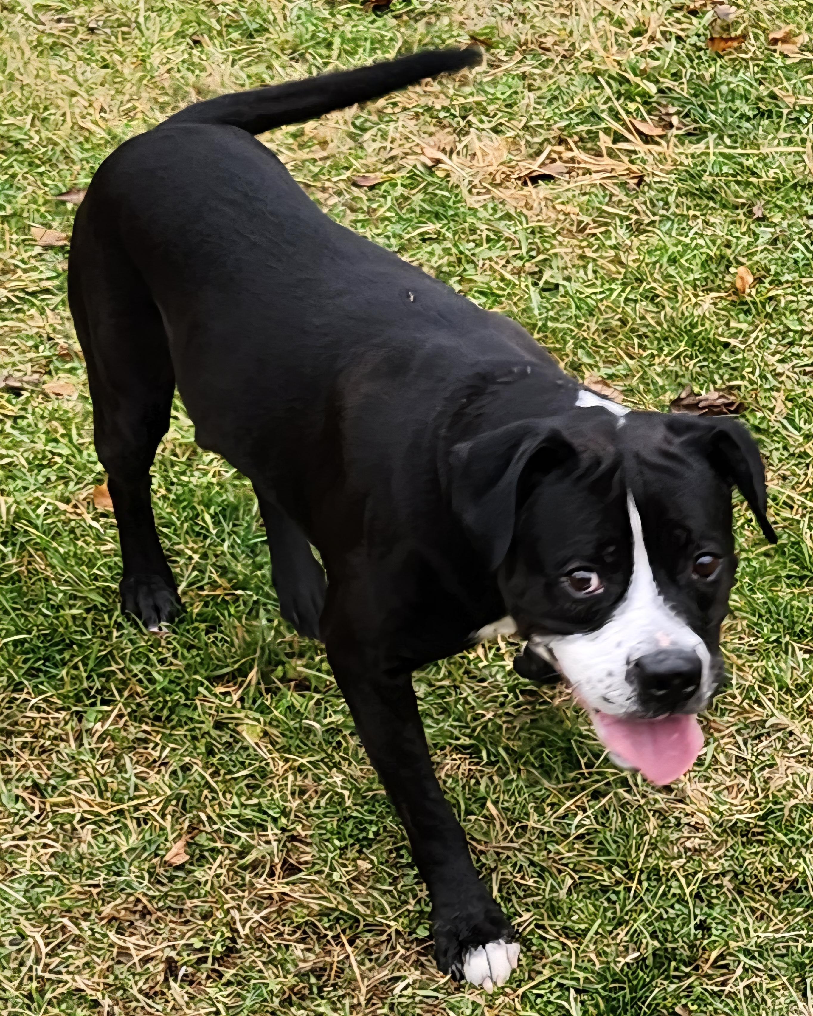 Enlarge Billy Joel, an adopted mixed breed in Cedar Rapids, IA image 2/4