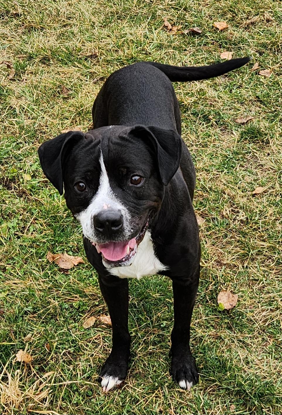 Enlarge Billy Joel, an adopted mixed breed in Cedar Rapids, IA image 3/4