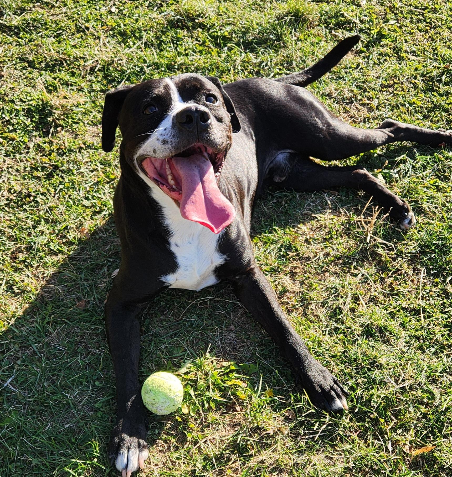 Billy Joel, adopted, Adult Male Boxer & Mixed Breed.
