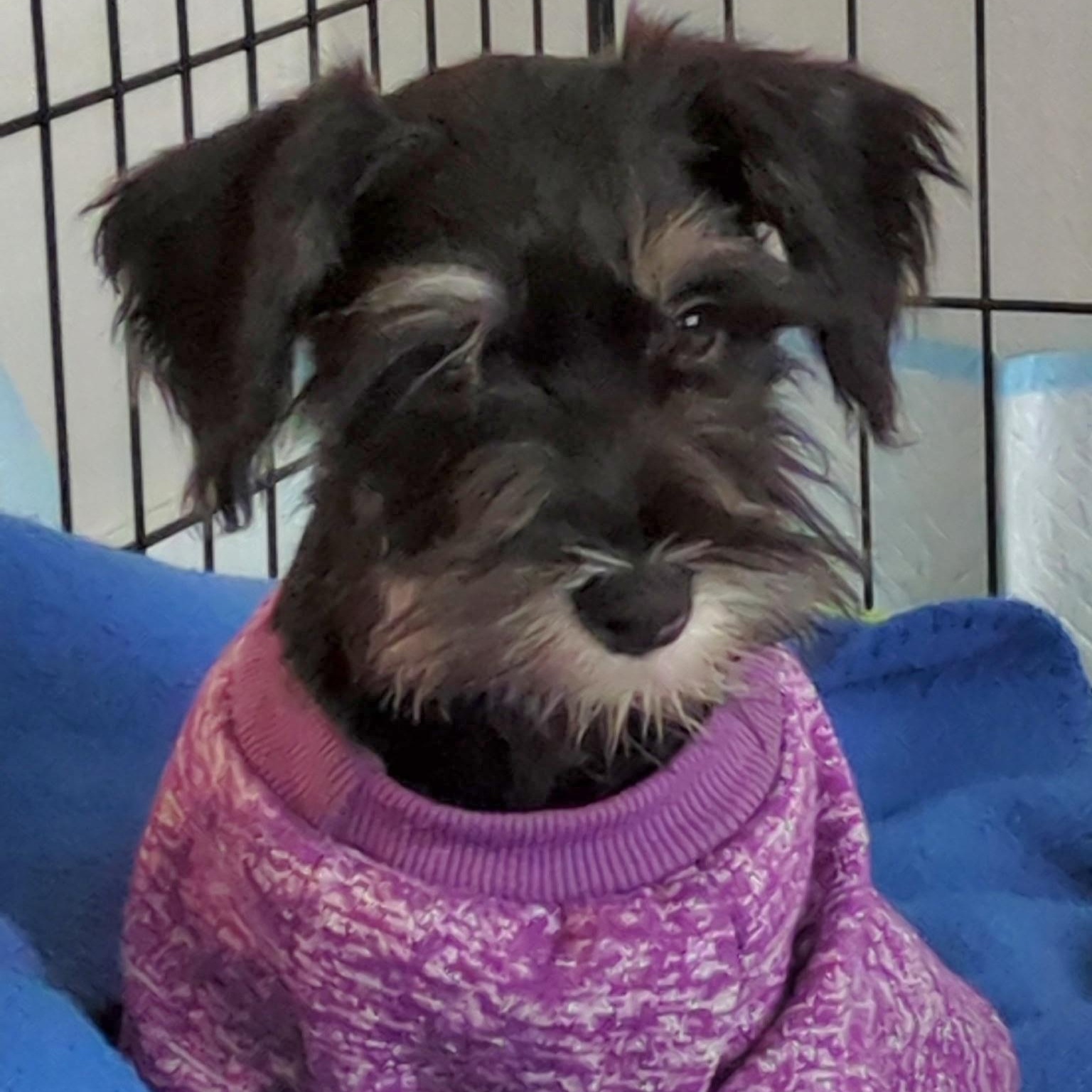 Enlarge Chantilly , a ADOPTABLE Schnauzer in Maumee, OH image 1/3