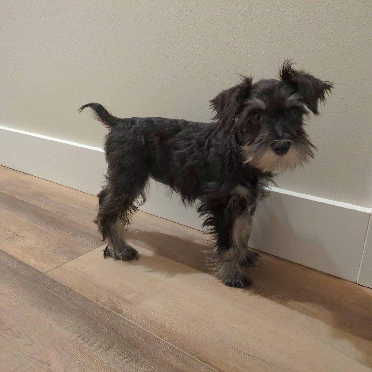 Chantilly thumbnail 2