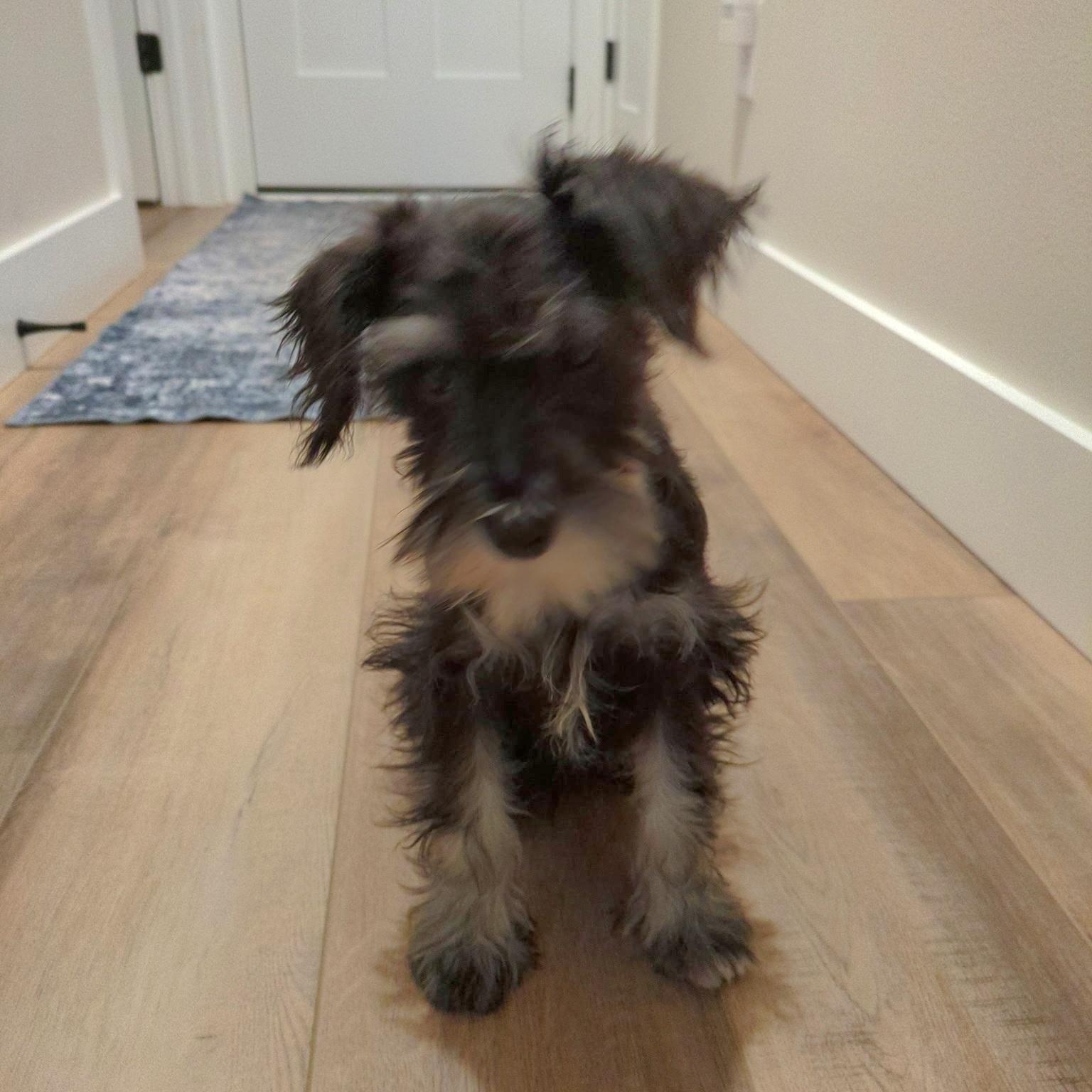 Chantilly thumbnail 3