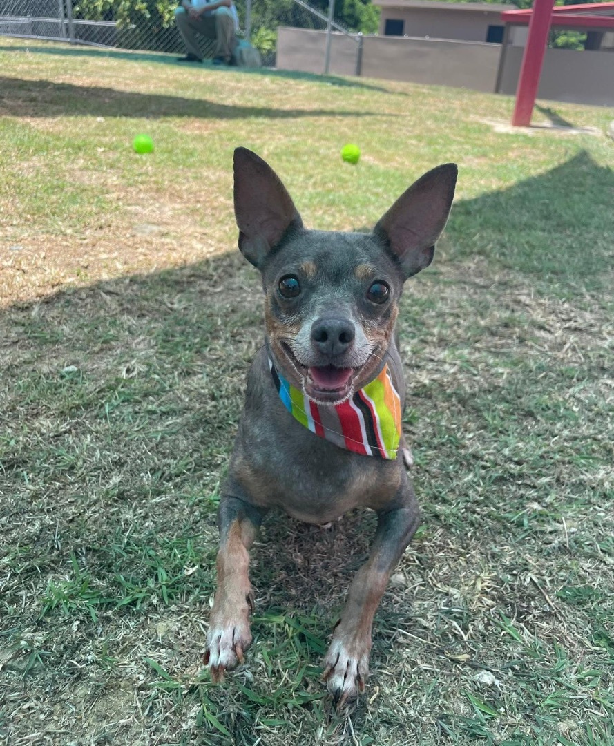 Enlarge Lolo, a Adoptable Chihuahua in Milwaukee, WI image 1/6