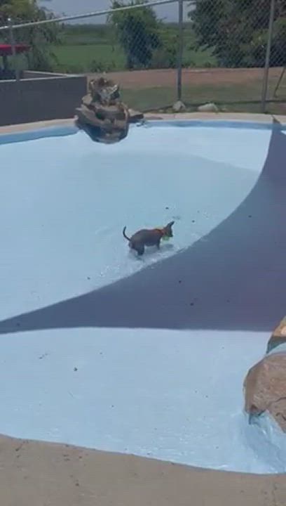 Enlarge Lolo, a Adoptable Chihuahua in Milwaukee, WI video 6/6