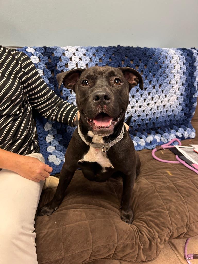 Bridget, Adoptable, Young Female Pit Bull Terrier & Boxer.